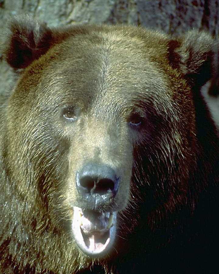 bear.jpg